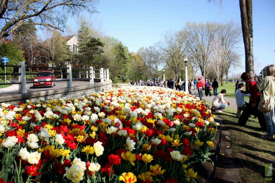 Dow's Lake Tulips
