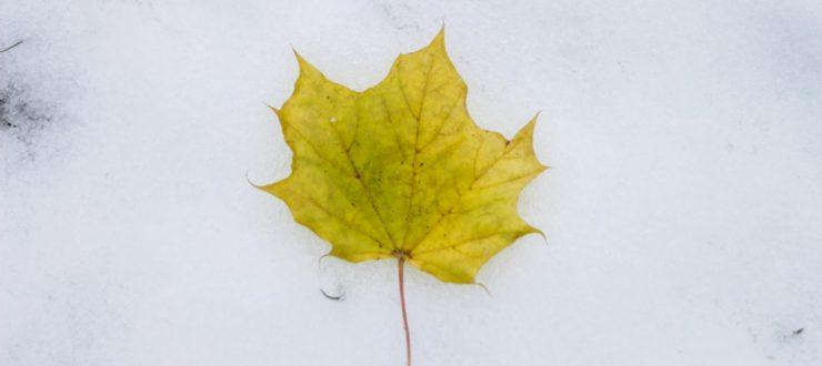 Maple Leaf in the snow