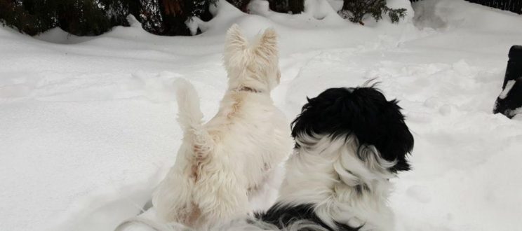Dogs on the snow